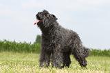 BOUVIER DES FLANDRES 061